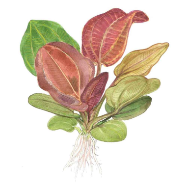 Echinodorus Reni