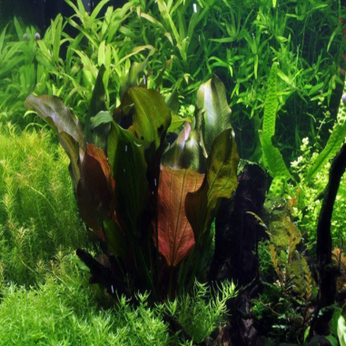 Echinodorus Reni