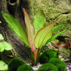 Echinodorus Devil Eye 2