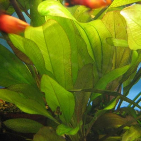 Echinodorus Devil Eye