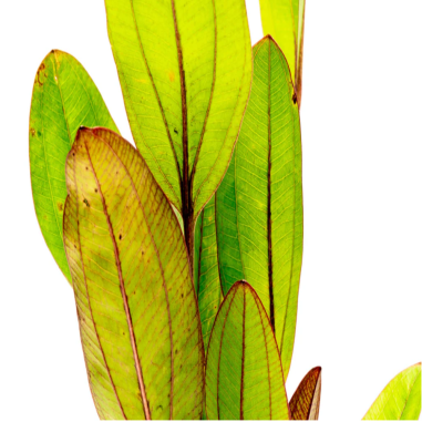 Echinodorus Devil Eye