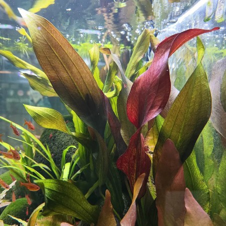 Echinodorus Devil Eye