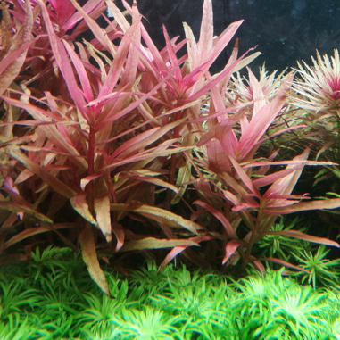 Ammania Gracilis