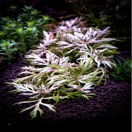 Hyptis Laciniata
