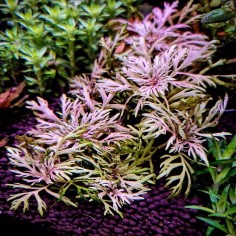 Hyptis Laciniata 2