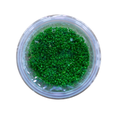 Elatine Hydropiper in Vitro