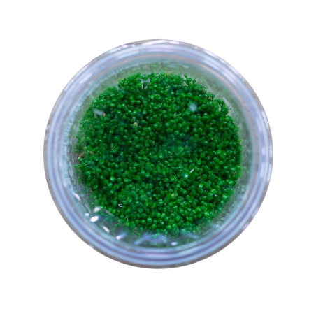 Elatine Hydropiper in Vitro