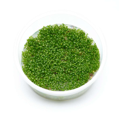 Elatine Hydropiper in Vitro