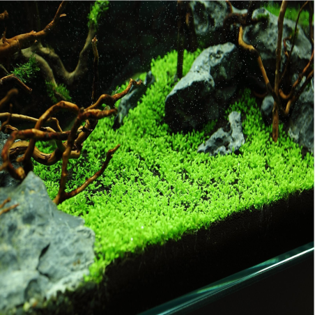 Elatine Hydropiper in Vitro