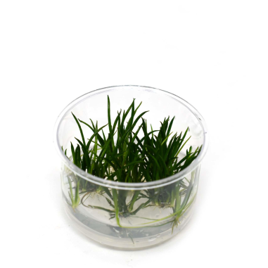 Littorella Uniflora in Vitro
