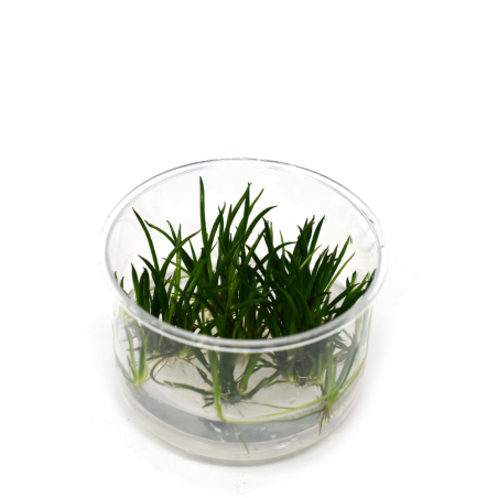 Littorella Uniflora in Vitro
