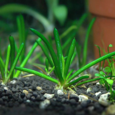 Littorella Uniflora in Vitro