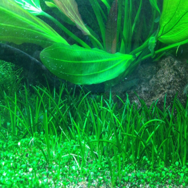 Littorella Uniflora in Vitro
