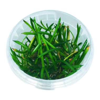 Littorella Uniflora in Vitro