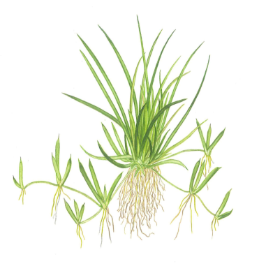 Littorella Uniflora in Vitro