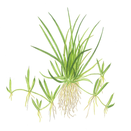 Littorella Uniflora in Vitro