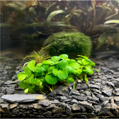 Anubias nana 'Mini'