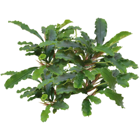 Bucephalandra 'Green Velvet'