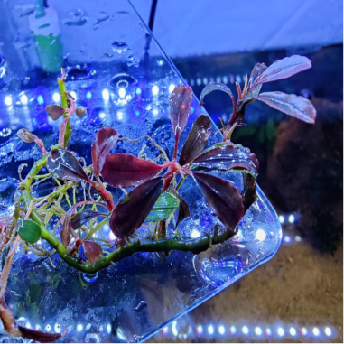 Bucephalandra brownie 'Ghost Ulu Kapus'