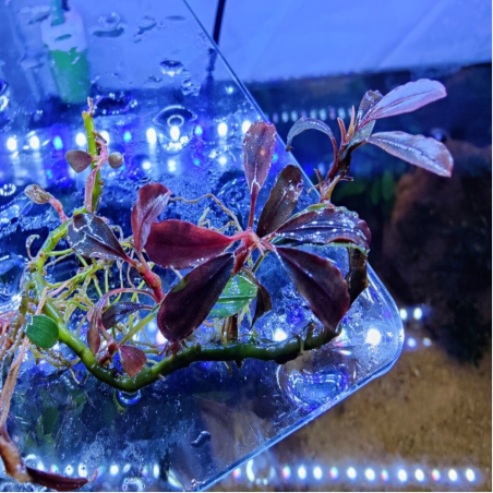 Bucephalandra brownie 'Ghost Ulu Kapus'