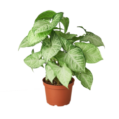 Syngonium Podophyllum White Butterfly