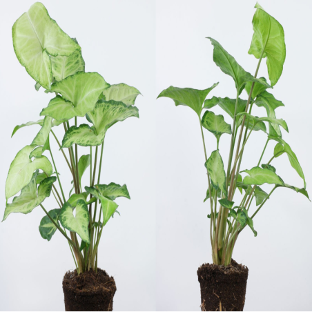 Syngonium Podophyllum White Butterfly