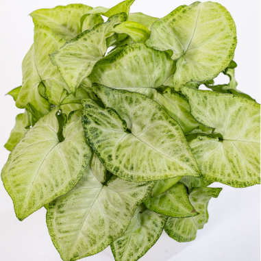 Syngonium Podophyllum White Butterfly