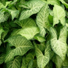 Syngonium Podophyllum White Butterfly 2