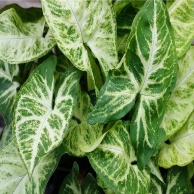 Syngonium Podophyllum White Butterfly