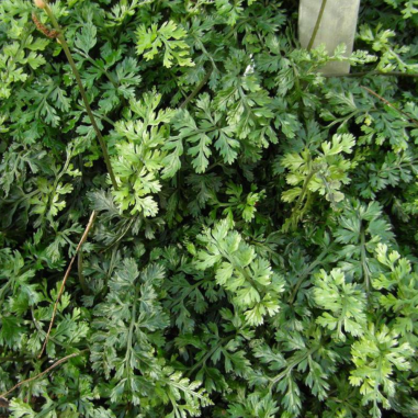 Bolbitis Heteroclita Difformis