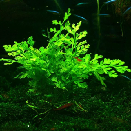 Bolbitis Heteroclita Difformis