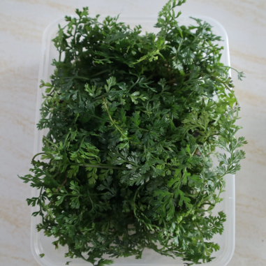 Bolbitis Heteroclita Difformis