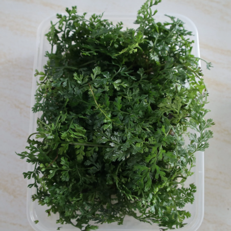 Bolbitis Heteroclita Difformis