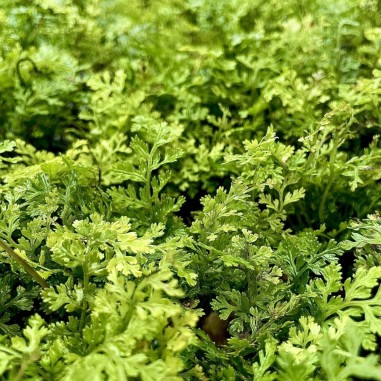 Bolbitis Heteroclita Difformis