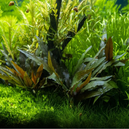 Cryptocoryne becketti 'Viridifolia'