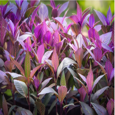Alternanthera Lilacina