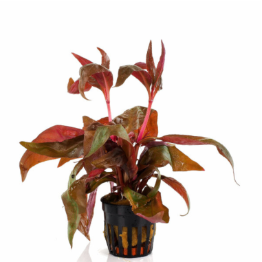 Alternanthera Lilacina