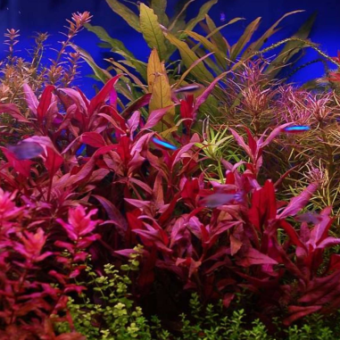 Alternanthera Lilacina