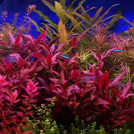 Alternanthera Lilacina