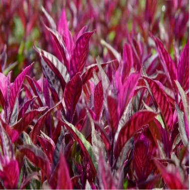 Alternanthera Lilacina