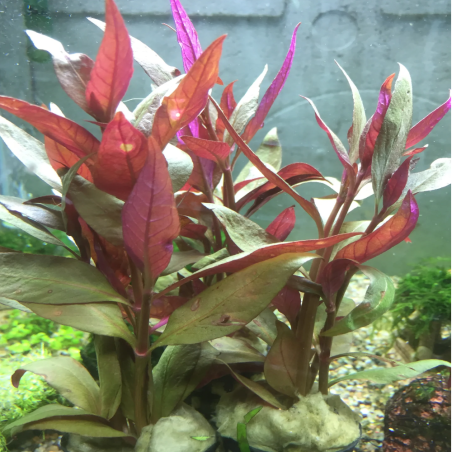 Alternanthera Lilacina