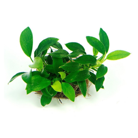 Anubias nana 'Mini'