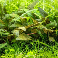 Cryptocoryne Purpurea 2