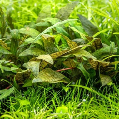 Cryptocoryne Purpurea