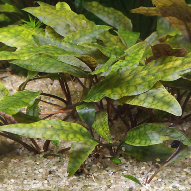 Cryptocoryne Purpurea