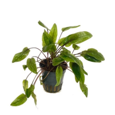 Cryptocoryne Indonesii