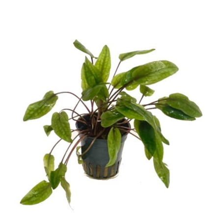 Cryptocoryne Indonesii