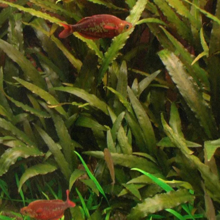 Cryptocoryne Indonesii
