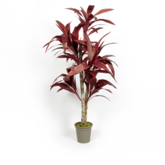 Dracaena Marginata Rossa