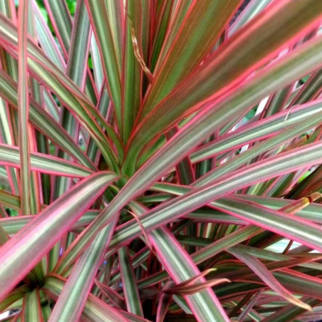 Dracaena Marginata Rossa